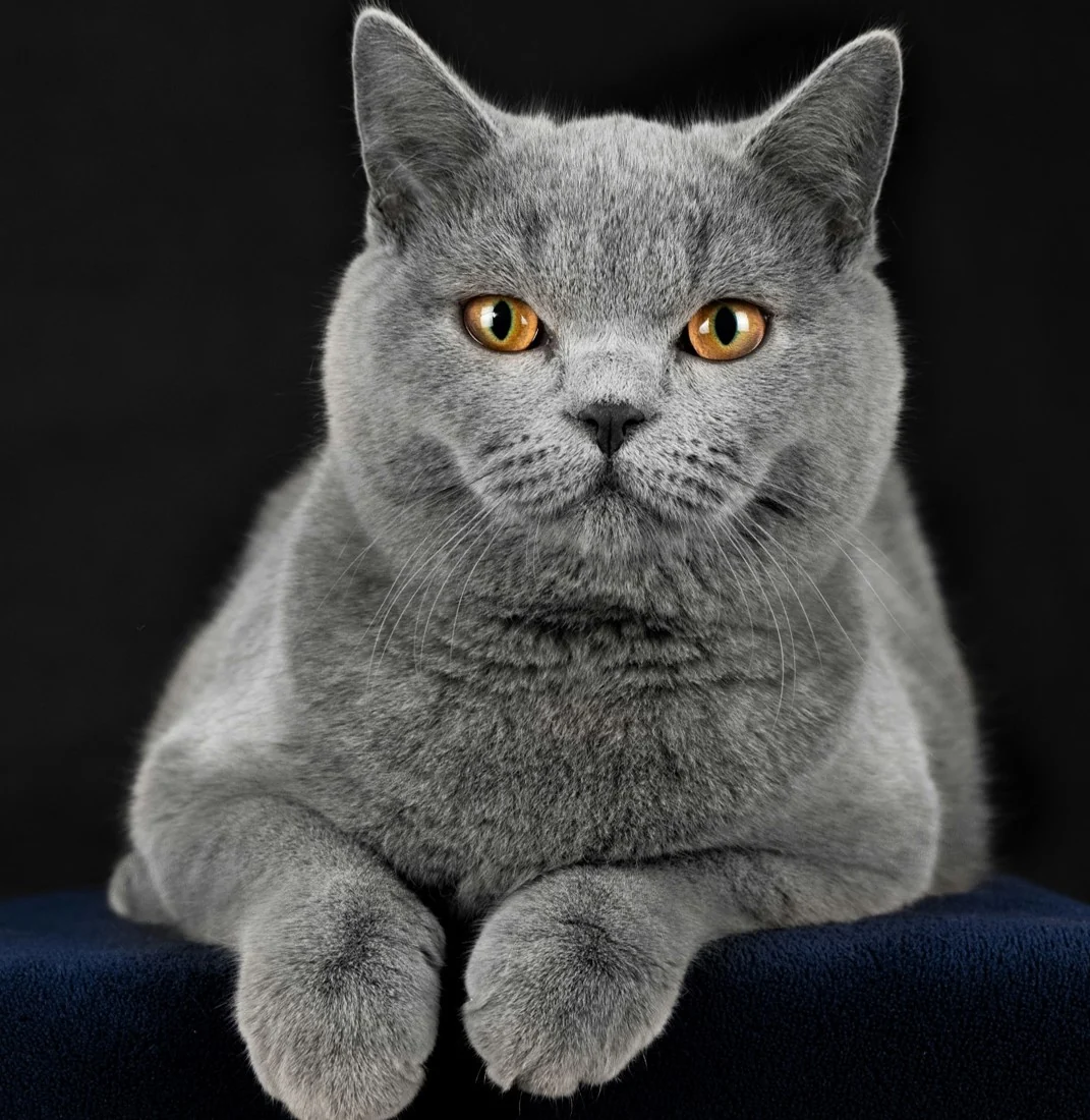 Gato britanico