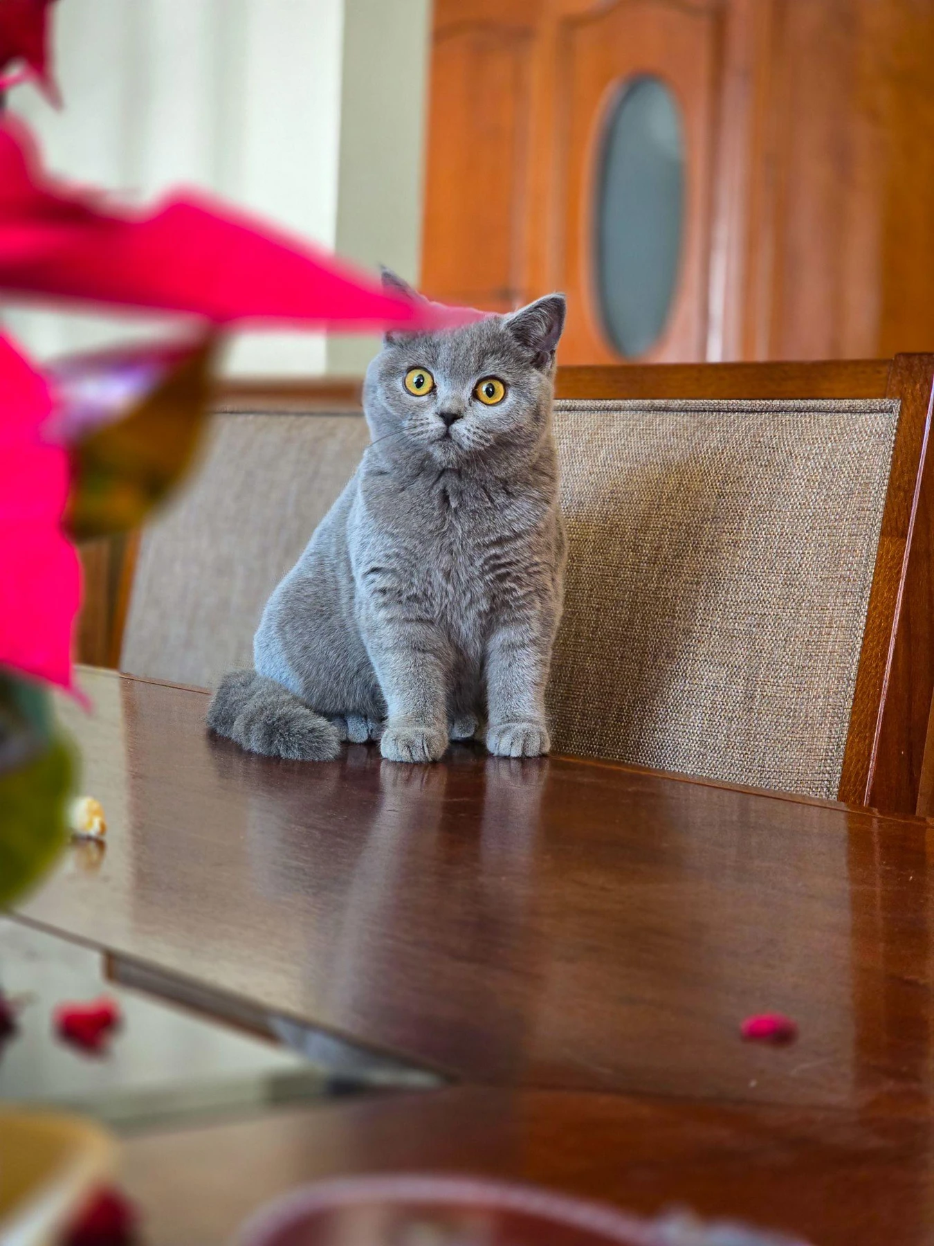 Margot, Británico